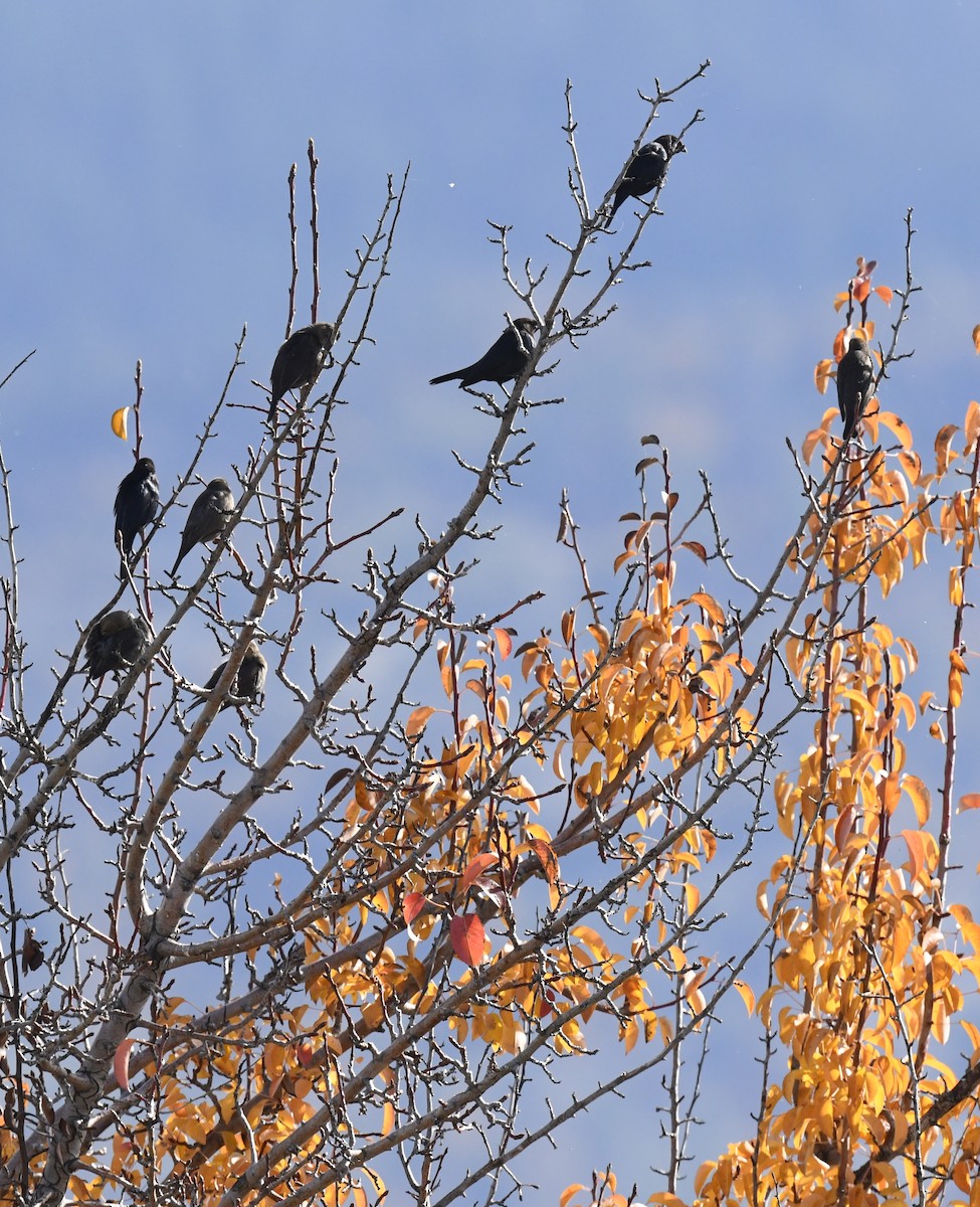 Brown-headed Cowbird - ML645696206