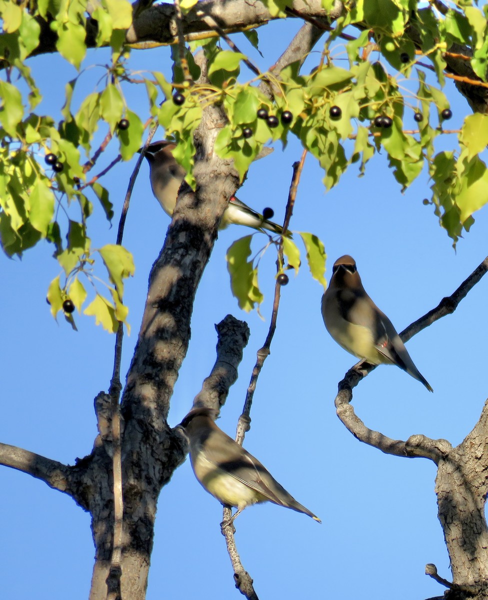 Cedar Waxwing - ML645696230