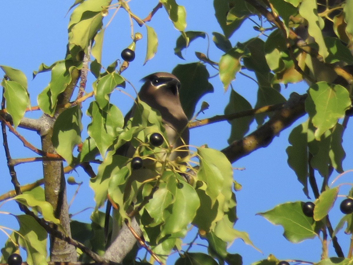 Cedar Waxwing - ML645696231