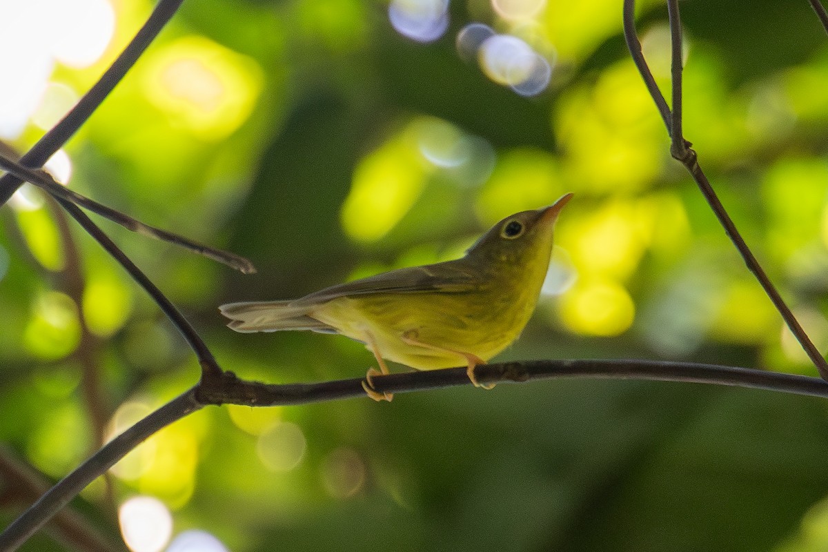 Alström Kanarya Çıvgını - ML645696240