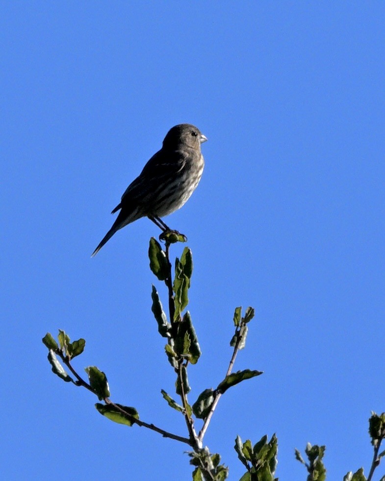 Roselin familier - ML645696250