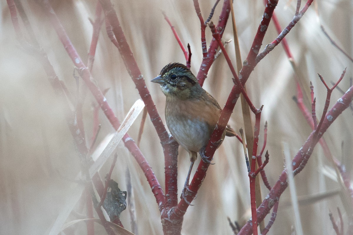 Swamp Sparrow - ML645696253