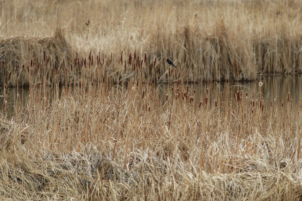 Red-winged Blackbird - ML645696262