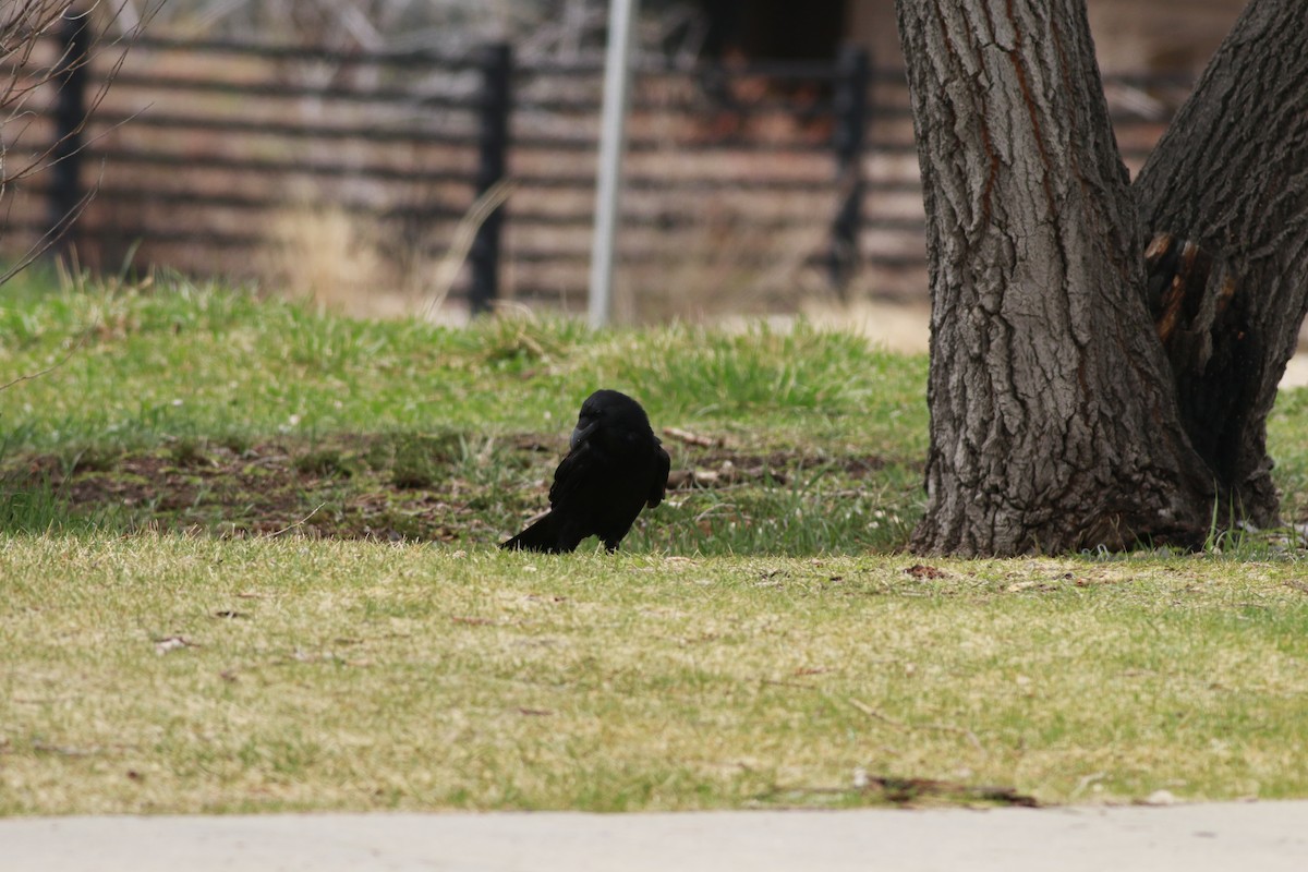 Corneille d'Amérique - ML645696285