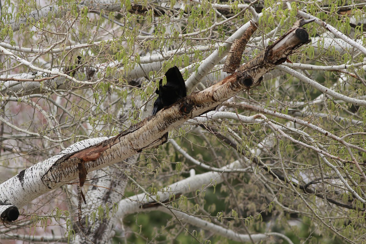 Corneille d'Amérique - ML645696286