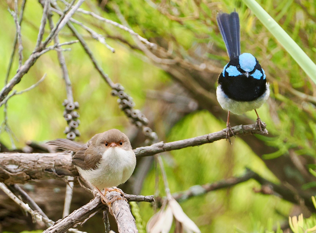 Mérion superbe - ML645696289