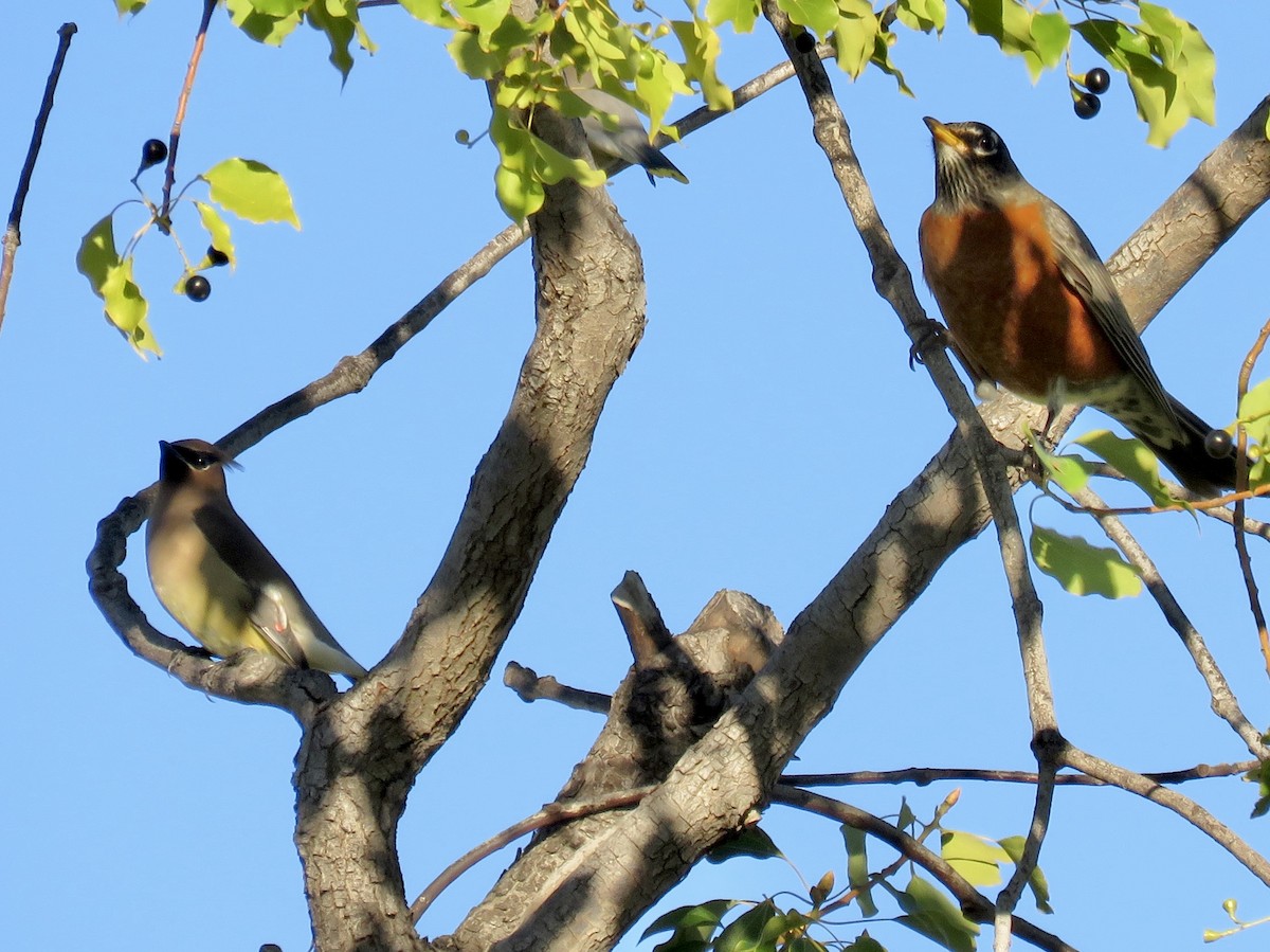 Merle d'Amérique - ML645696291