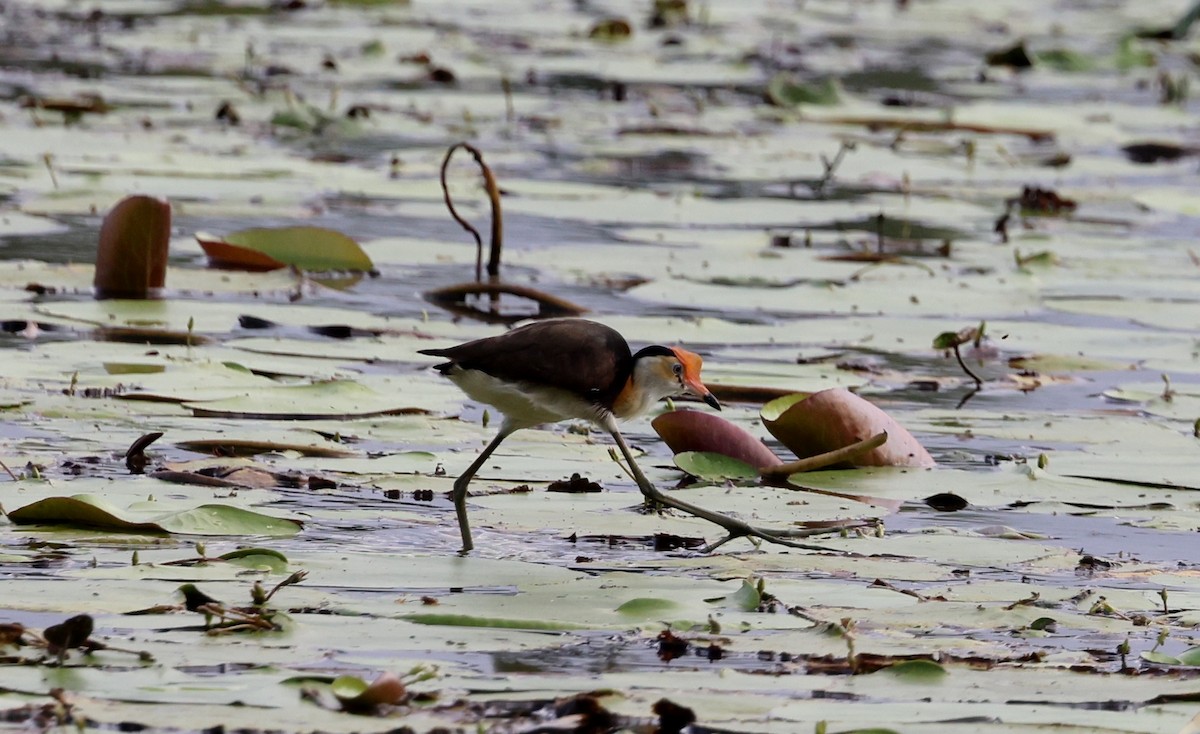 Jacana à crête - ML645696294