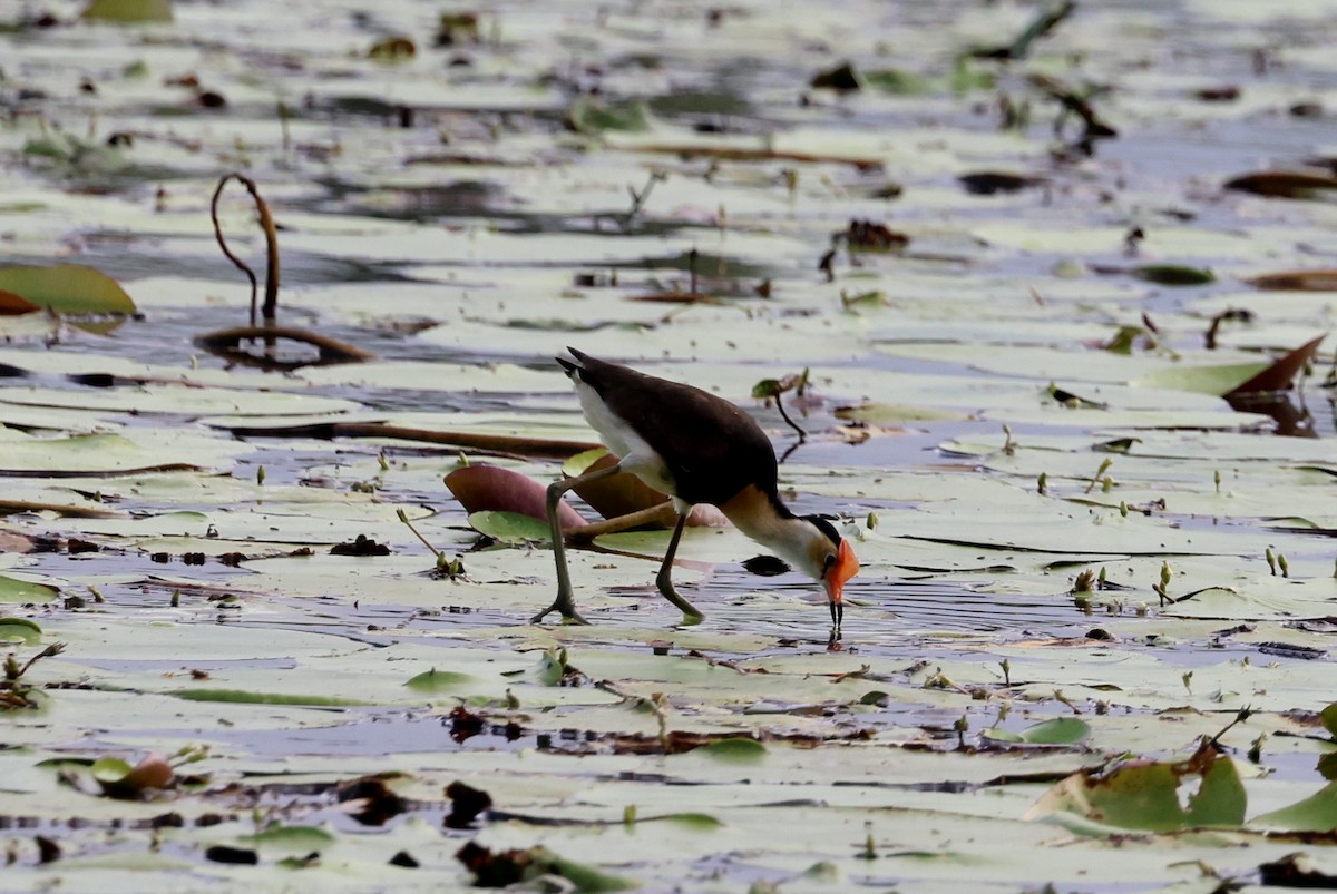 Jacana à crête - ML645696296