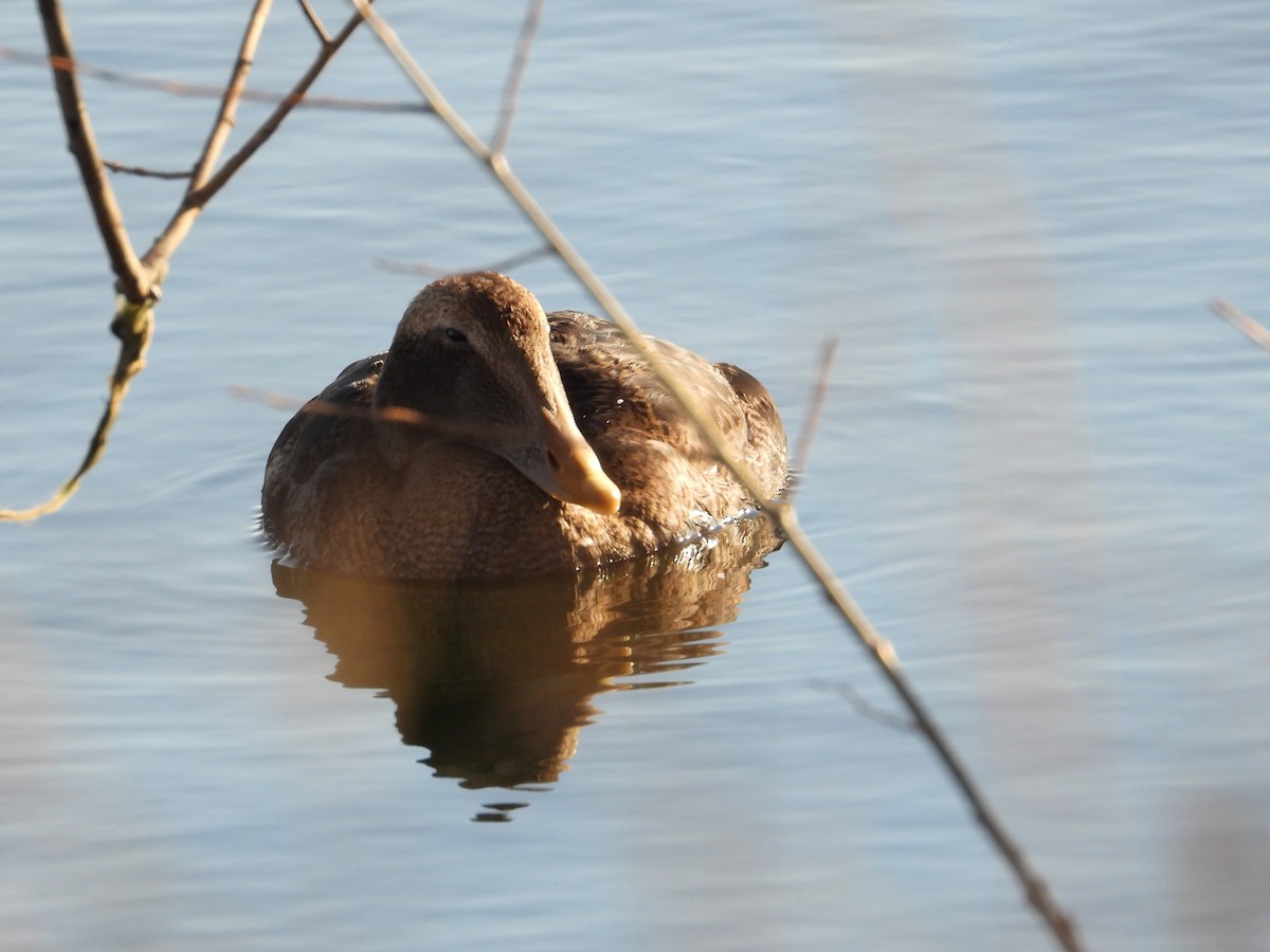 Eider à duvet (v-nigrum) - ML645696300