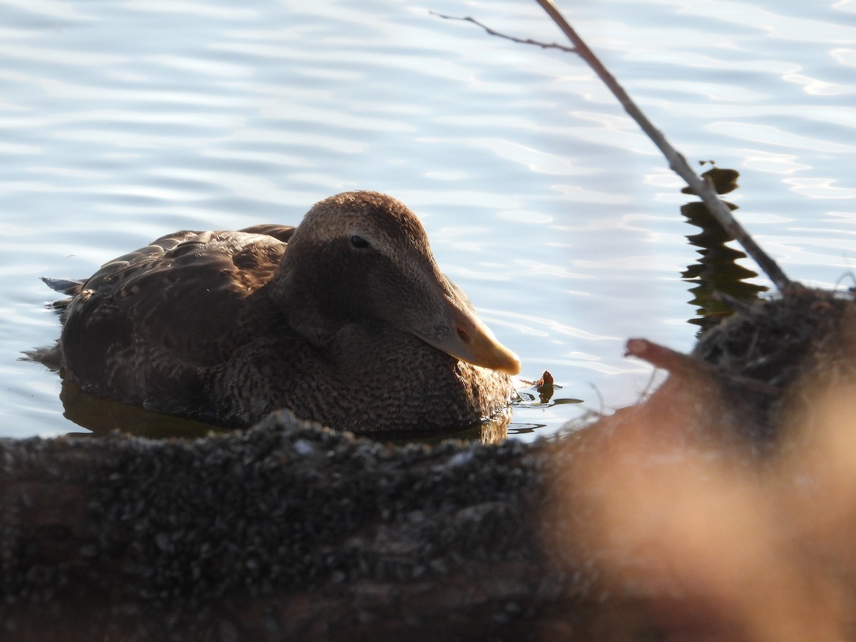 Eider à duvet (v-nigrum) - ML645696301