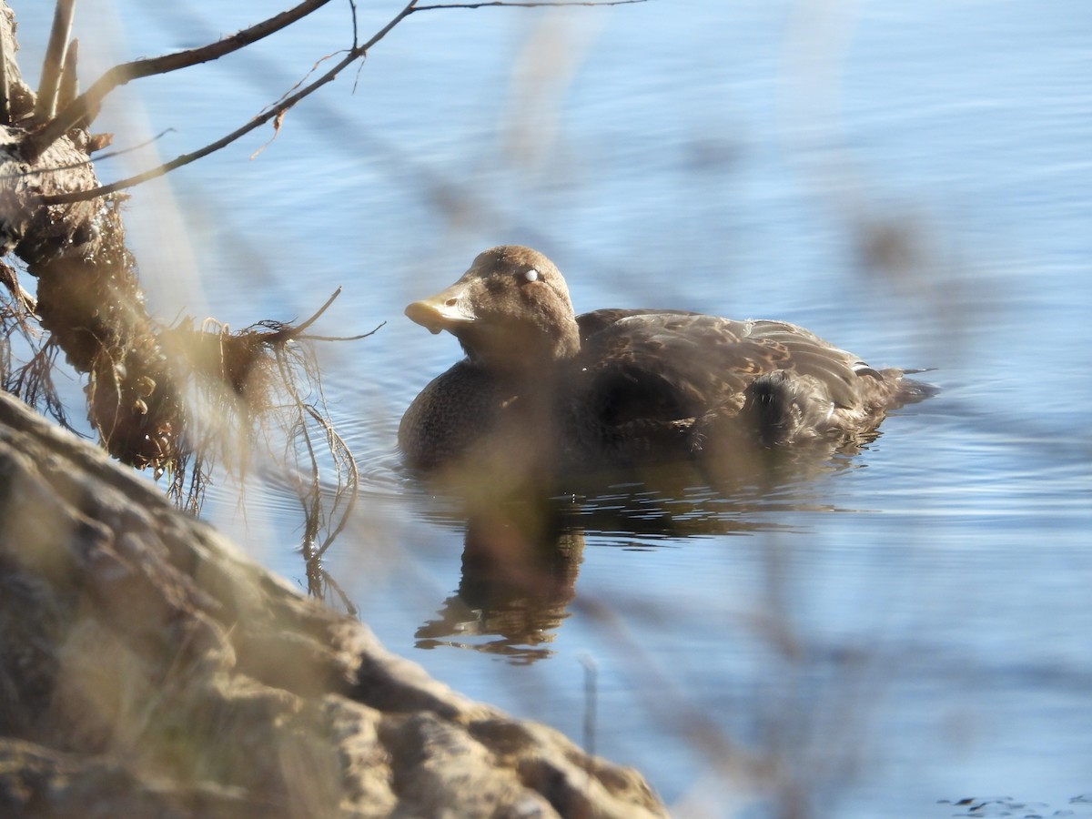 Eider à duvet (v-nigrum) - ML645696303