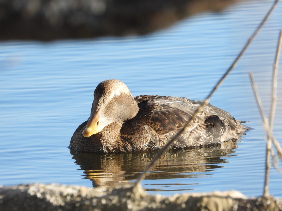 Eider à duvet (v-nigrum) - ML645696304