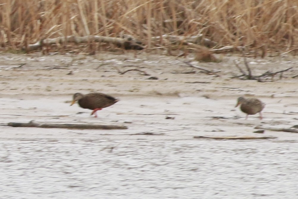 Canard du Mexique - ML645696306