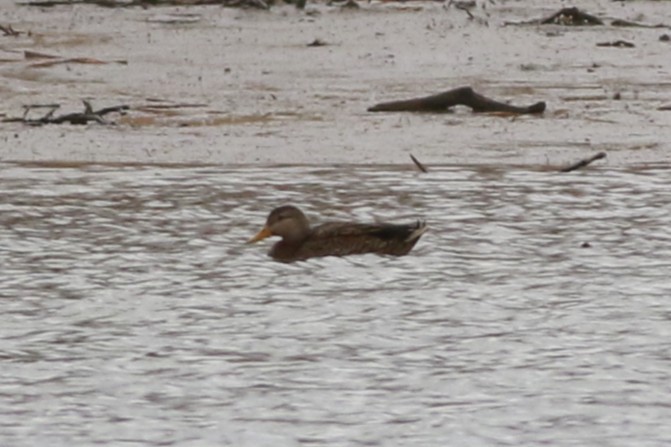 Canard du Mexique - ML645696307