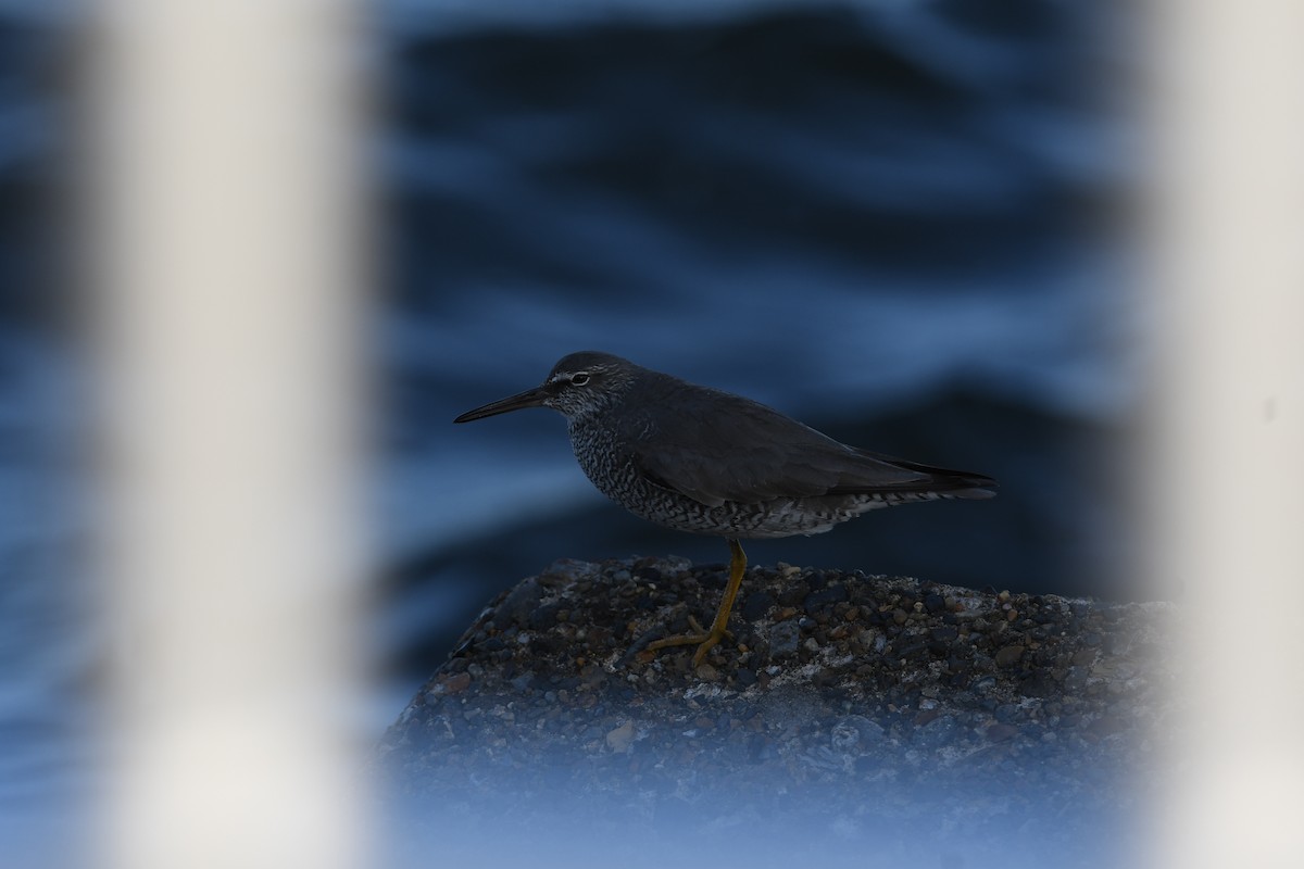 Chevalier errant - ML645696309