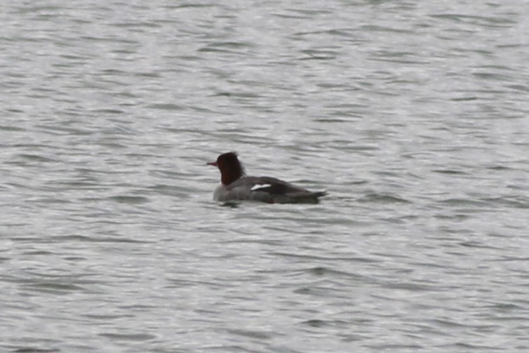 Grand Harle - ML645696312