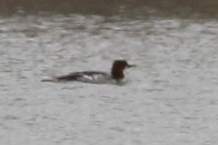 Grand Harle - ML645696313