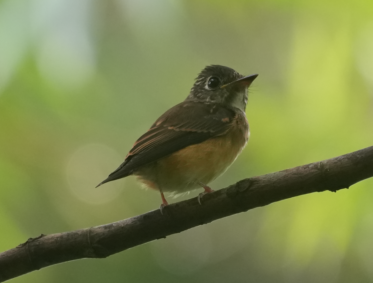 Gobemouche ferrugineux - ML645696315