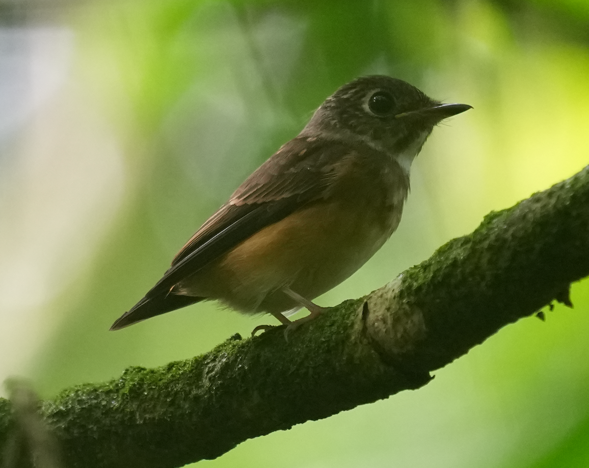 Gobemouche ferrugineux - ML645696316