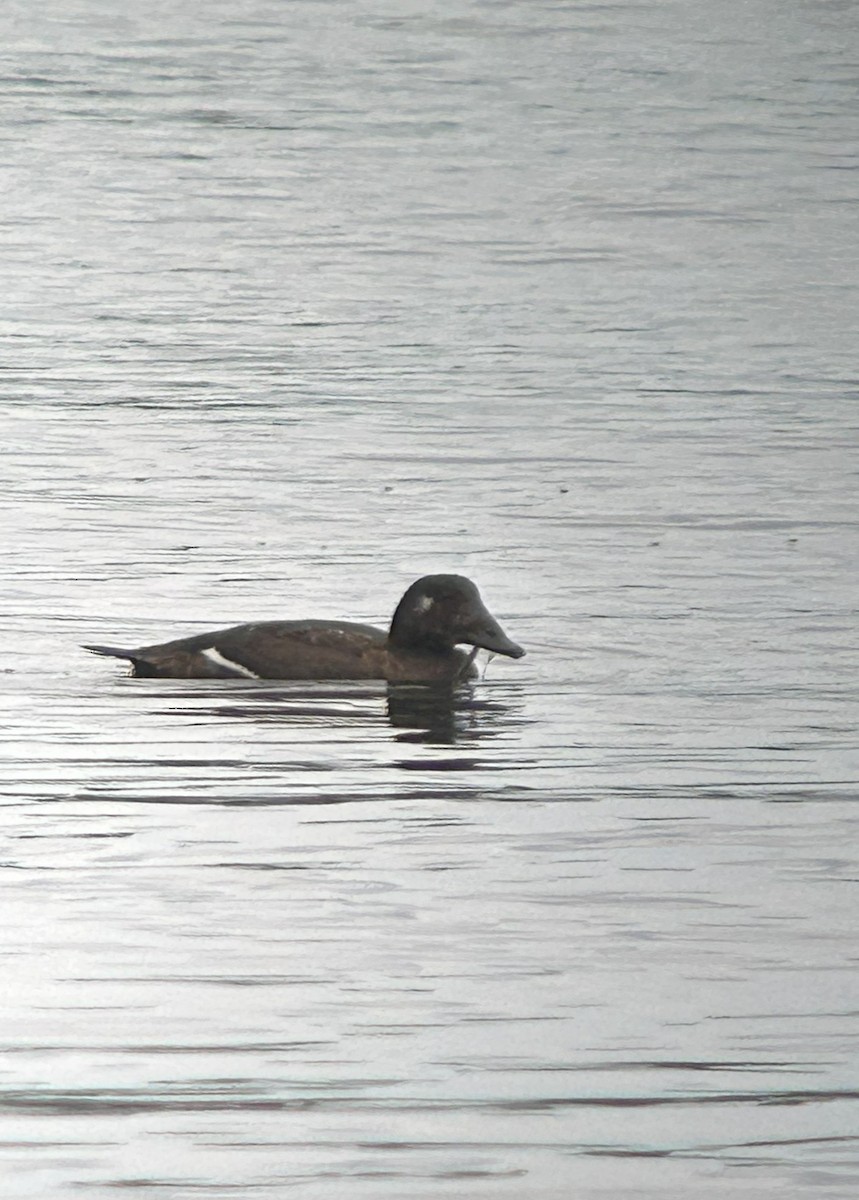 Macreuse à ailes blanches - ML645696317