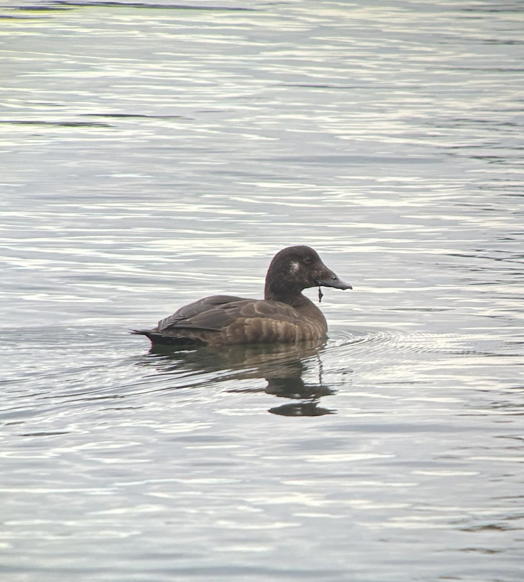 Macreuse à ailes blanches - ML645696318