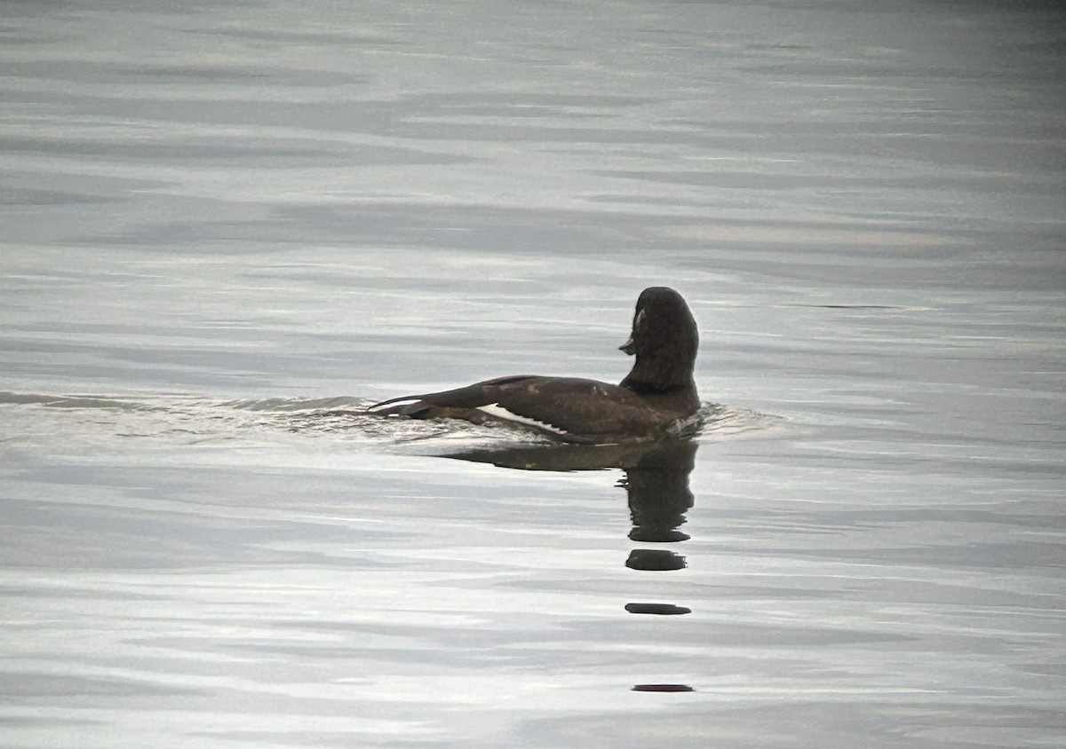 Macreuse à ailes blanches - ML645696319