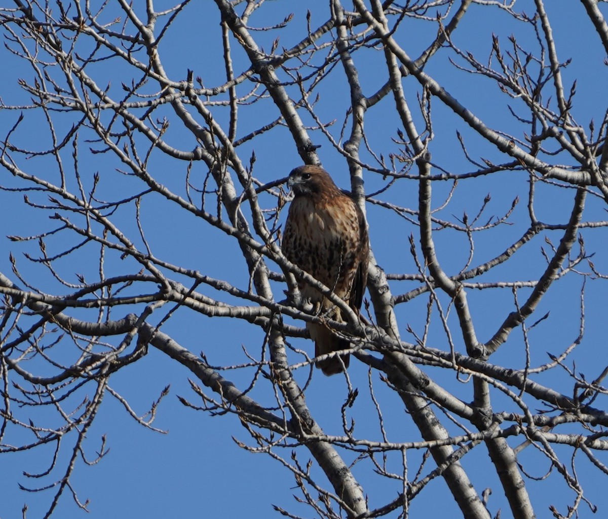 Buse à queue rousse - ML645696320