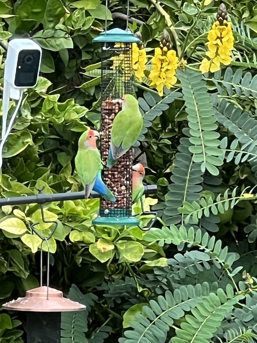 Inséparable rosegorge - ML645696321