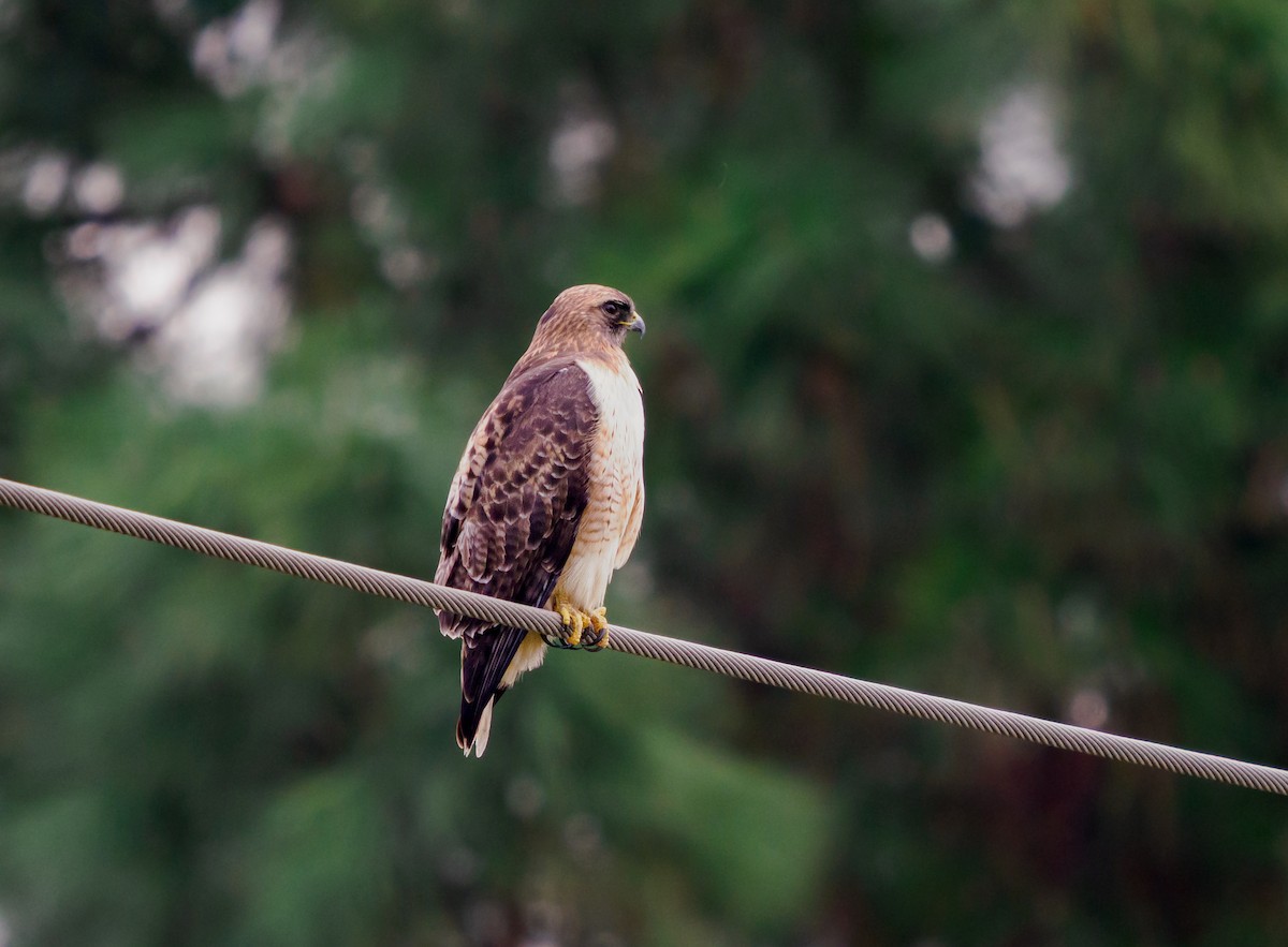 Buse à queue rousse - ML645696322