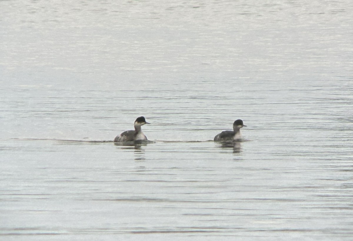 Grèbe à cou noir - ML645696324