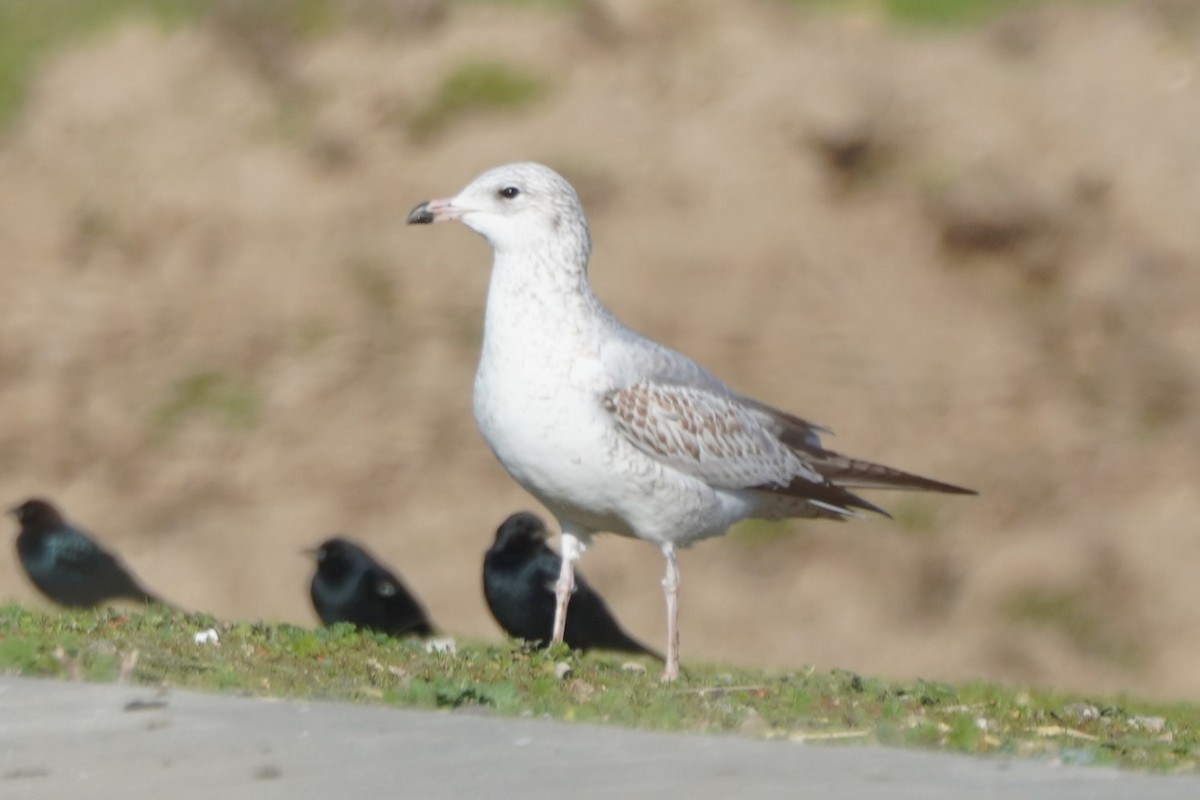 Goéland à bec cerclé - ML645696327