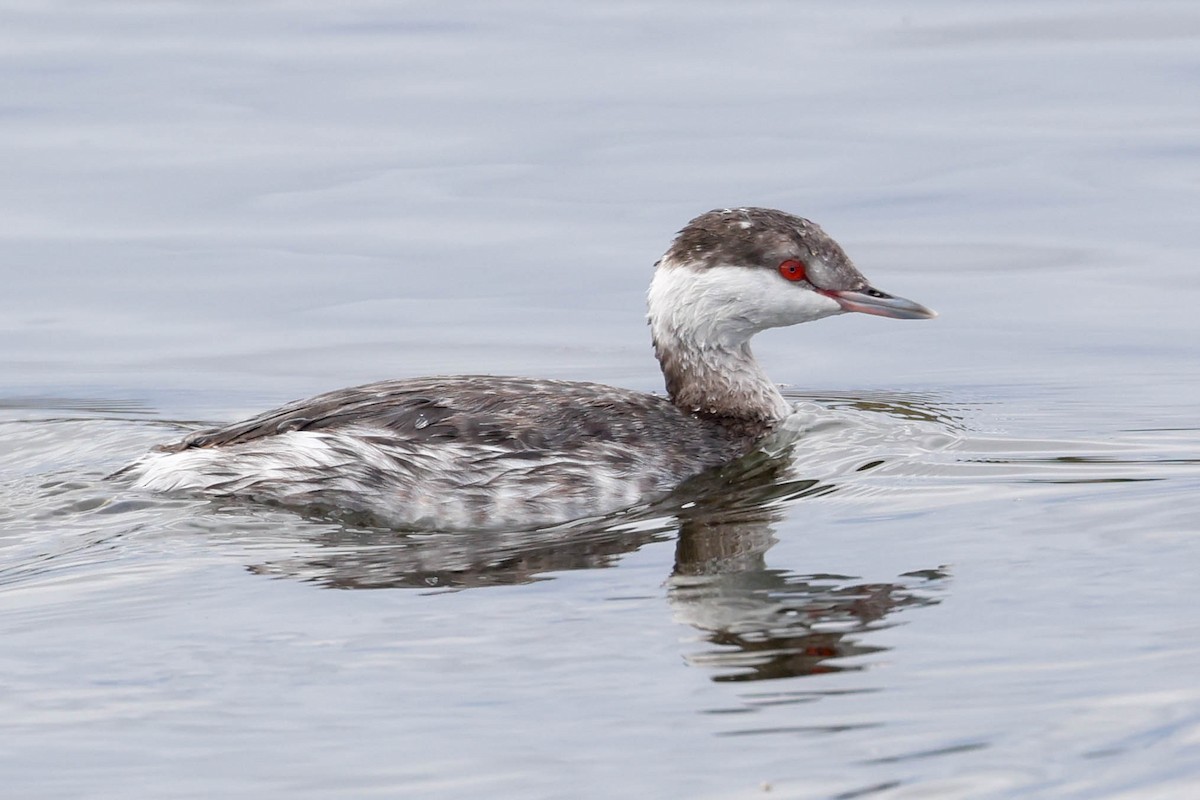 Grèbe esclavon - ML645696329