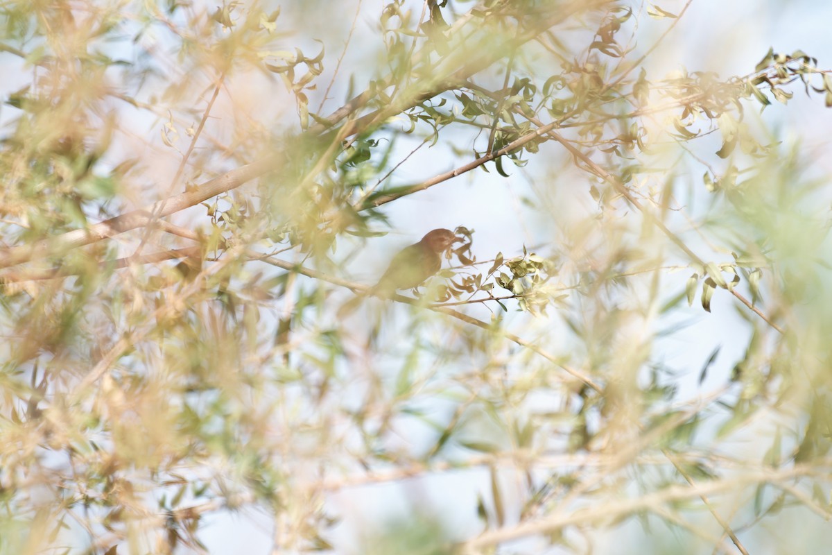 Western Warbling Vireo - ML645696332