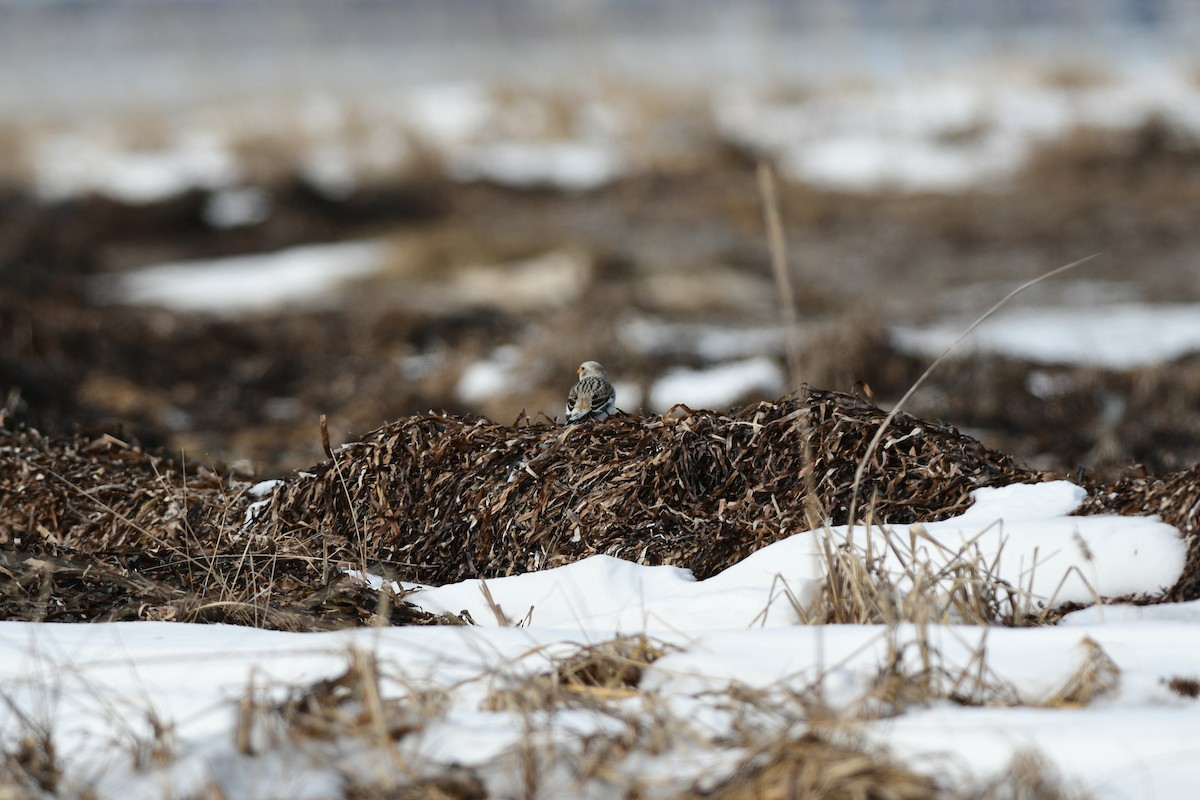 雪鵐 - ML645696334