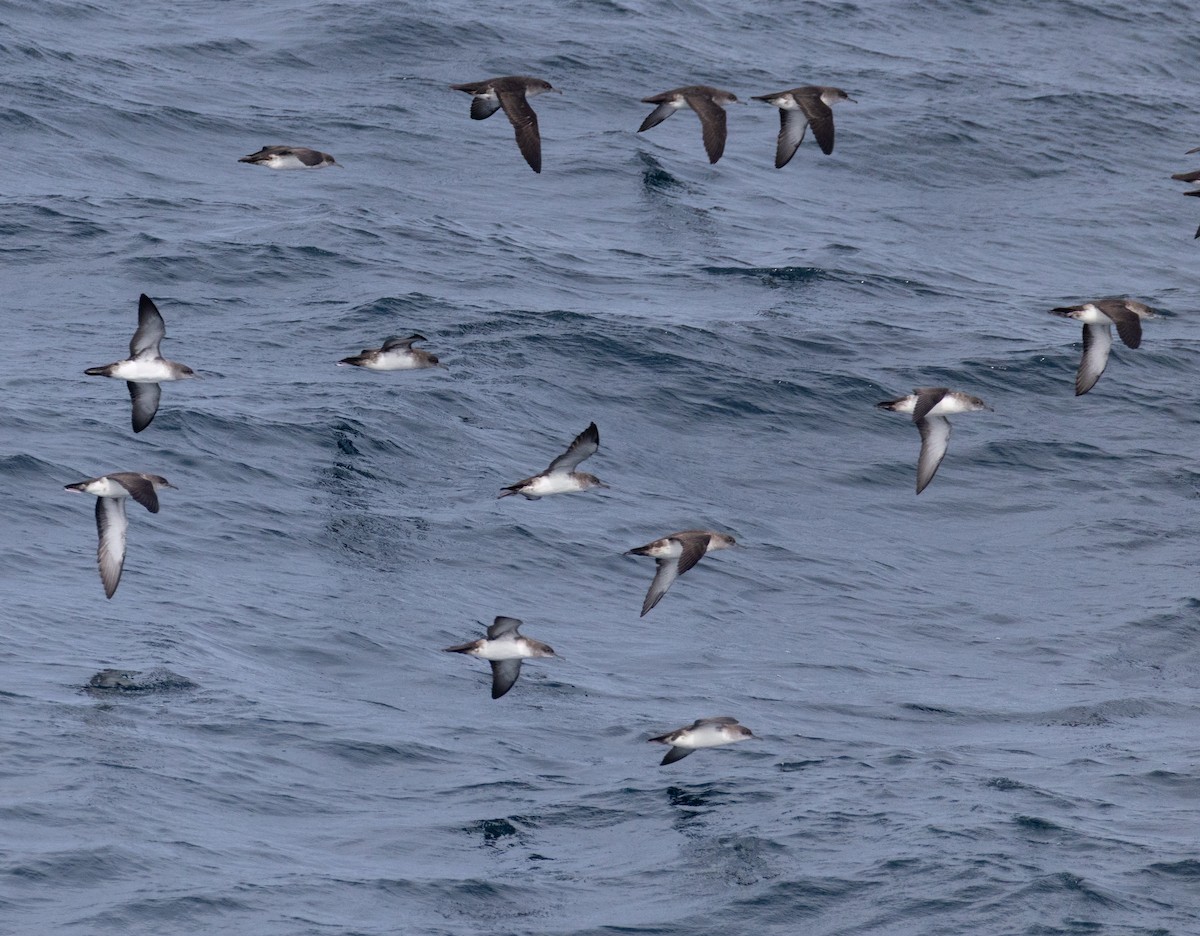 Black-vented Shearwater - ML645696345