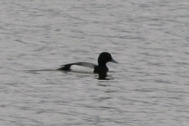 Greater Scaup - ML645696347