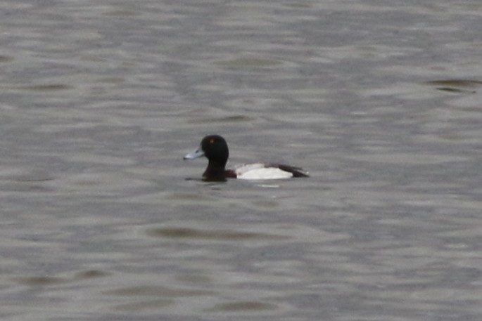 Greater Scaup - ML645696348