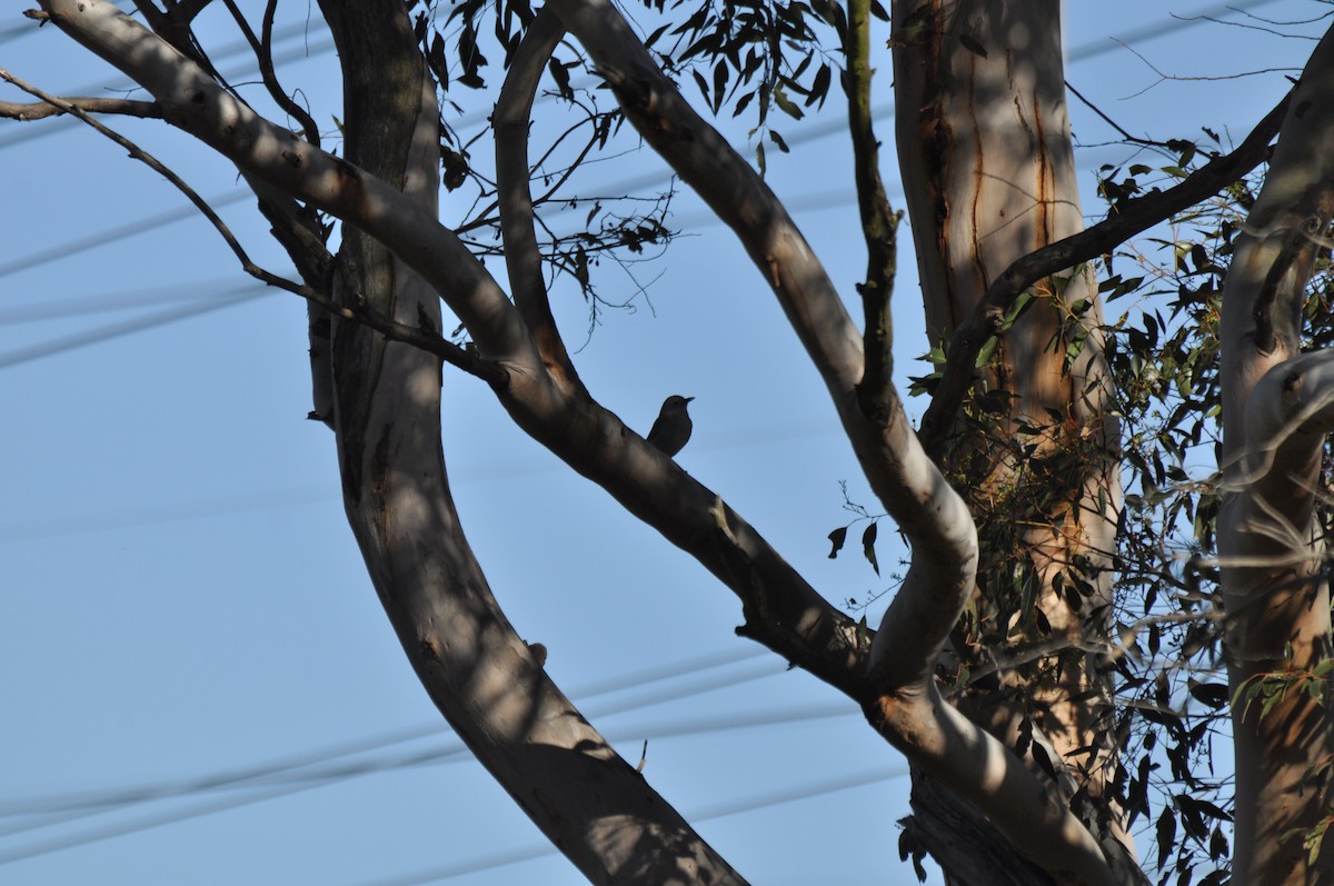 Gray Shrikethrush - ML645696355