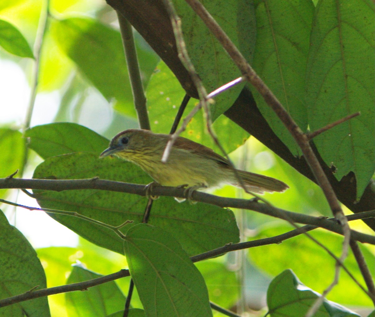 Pin-striped Tit-Babbler - ML645696361