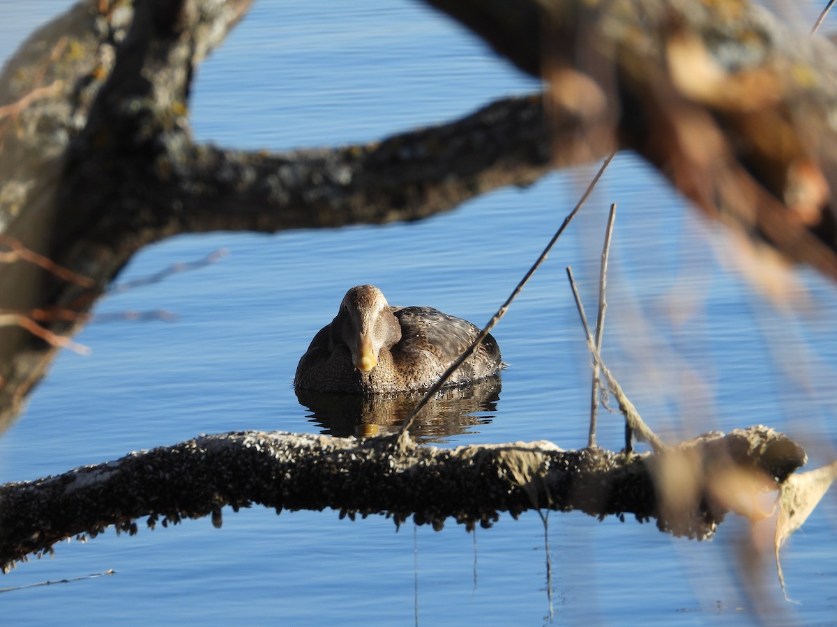 Common Eider (Pacific) - ML645696365