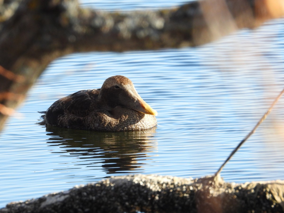Common Eider (Pacific) - ML645696366