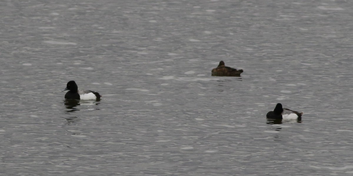 Lesser Scaup - ML645696367