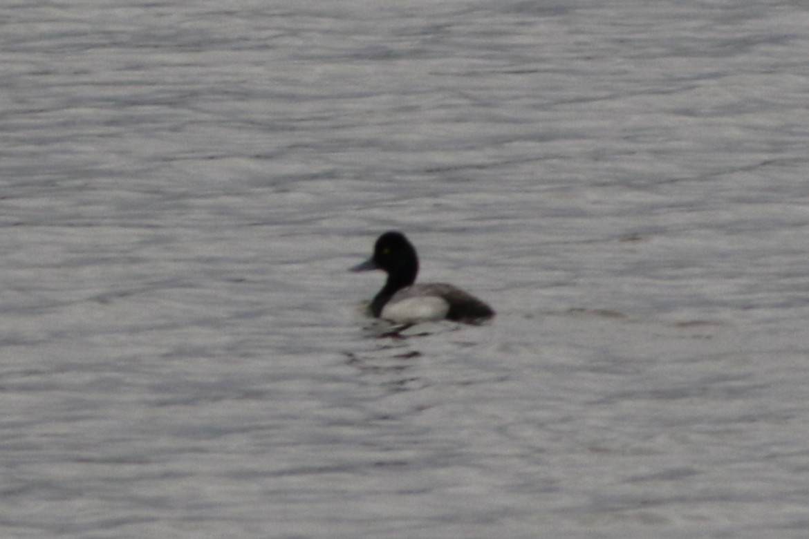 Lesser Scaup - ML645696368