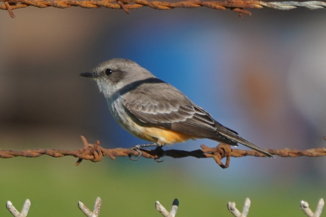 Vermilion Flycatcher - ML645696369