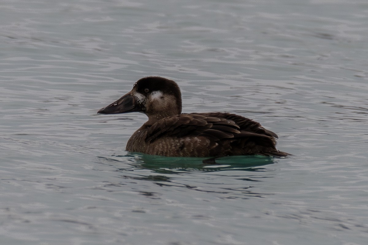 Surf Scoter - ML645696370