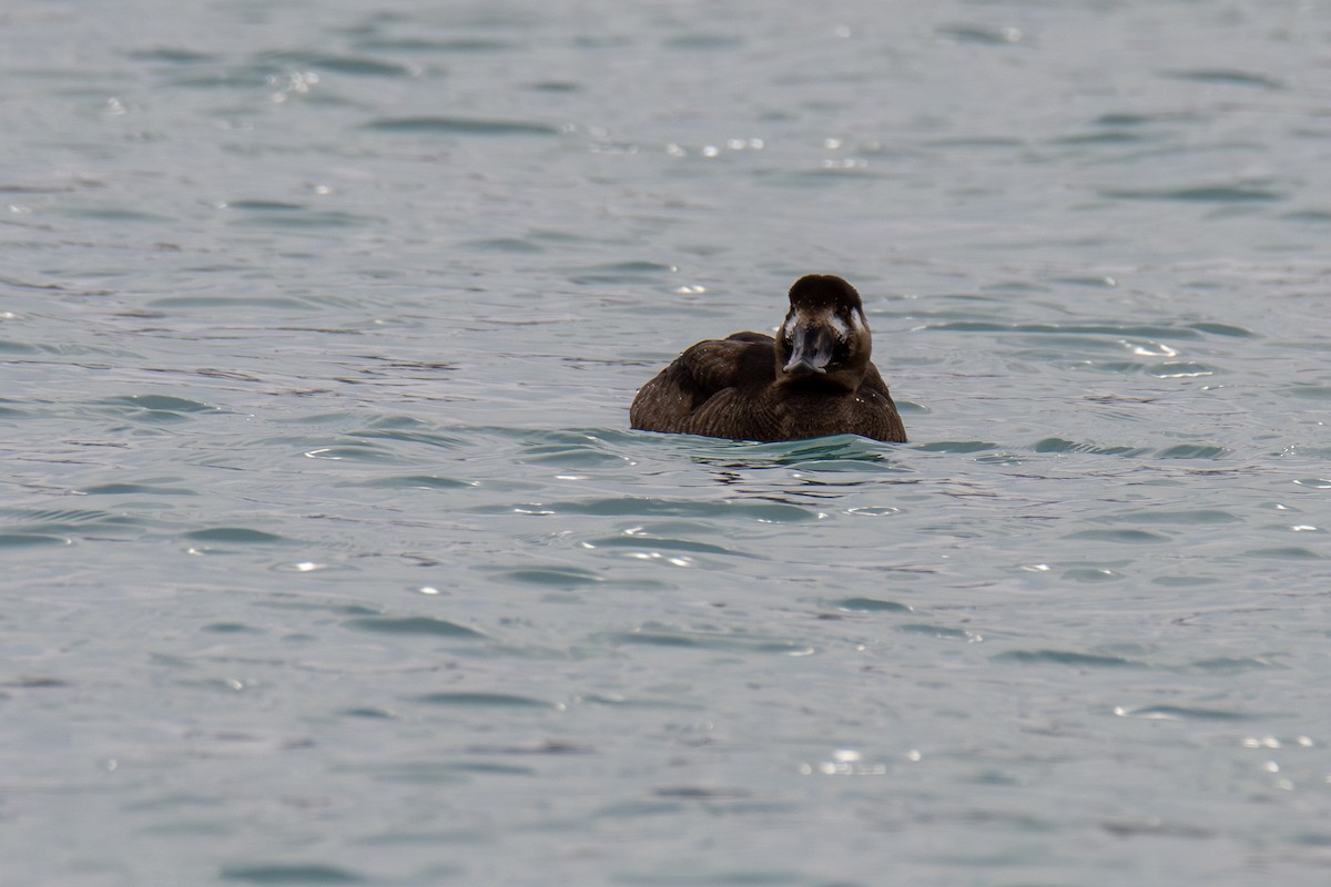 Surf Scoter - ML645696371