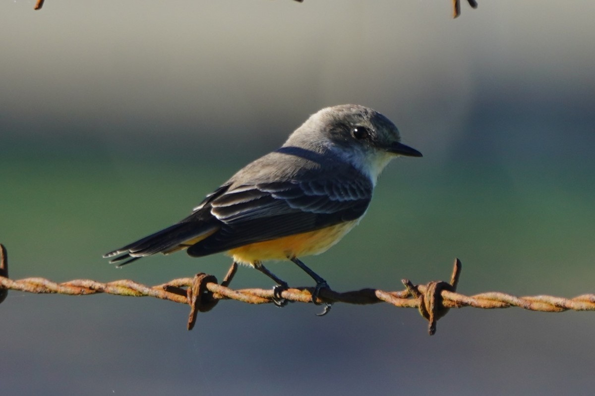 Vermilion Flycatcher - ML645696372