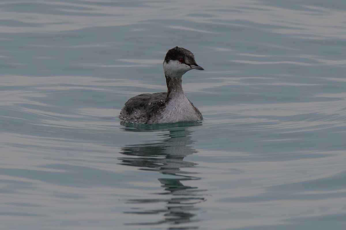 Horned Grebe - ML645696375