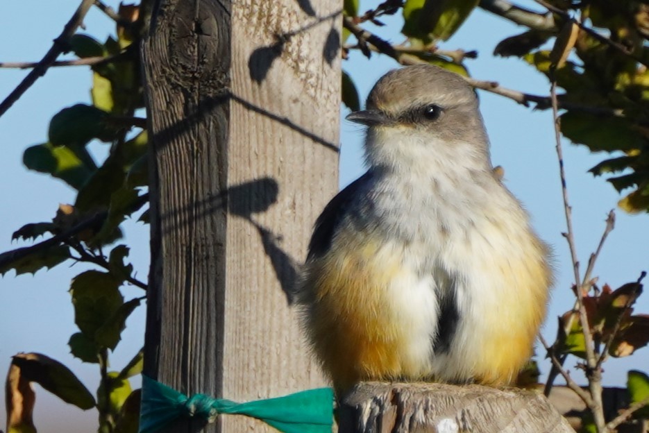 Vermilion Flycatcher - ML645696376